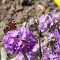 Große lila Blütendolden und ein Schmetterling