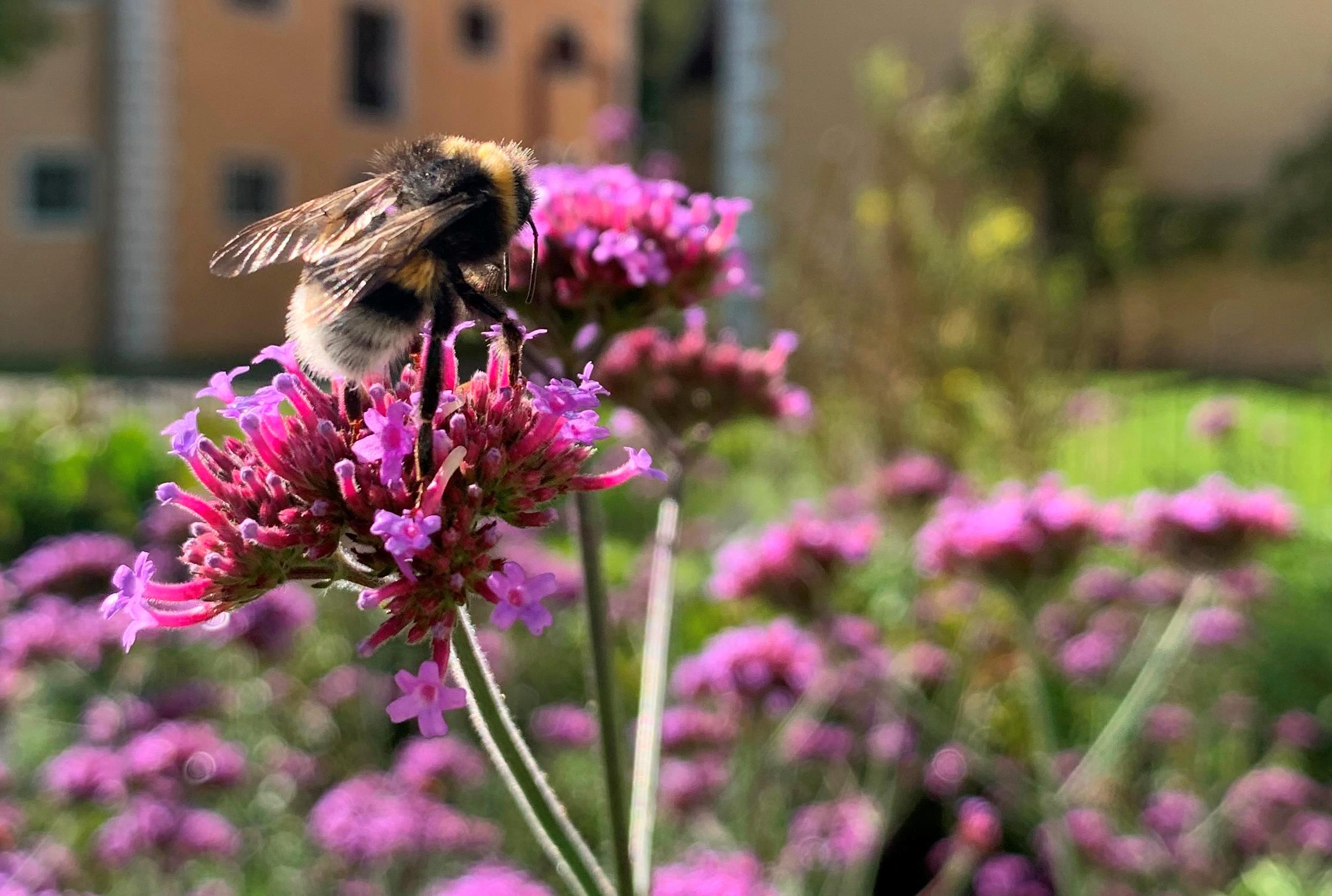 Veranstaltung: Kräuter und Poesie