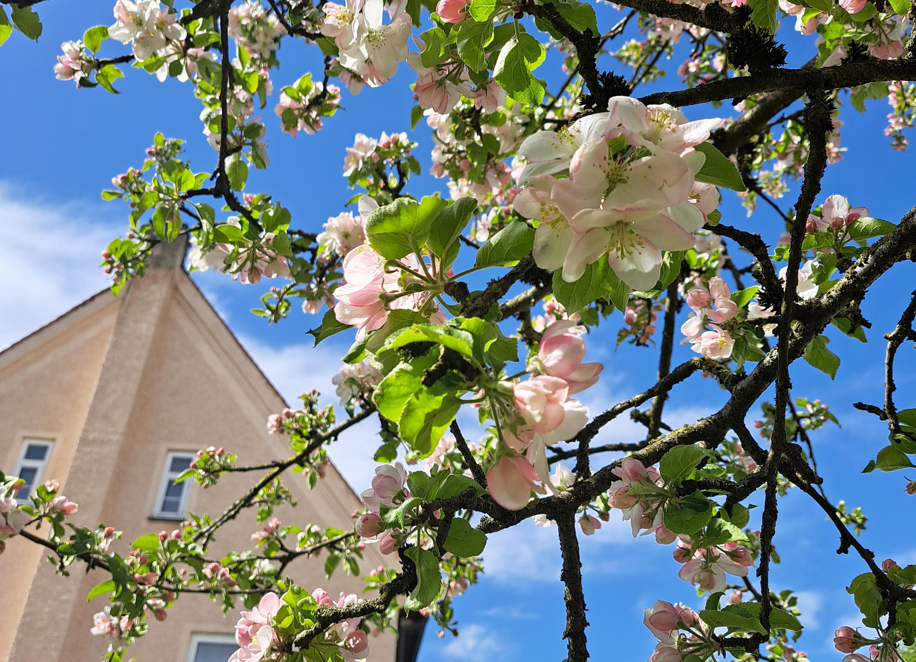 Rückblick: „Kräuter und Poesie“ in Naichen                                                                                                                                                    