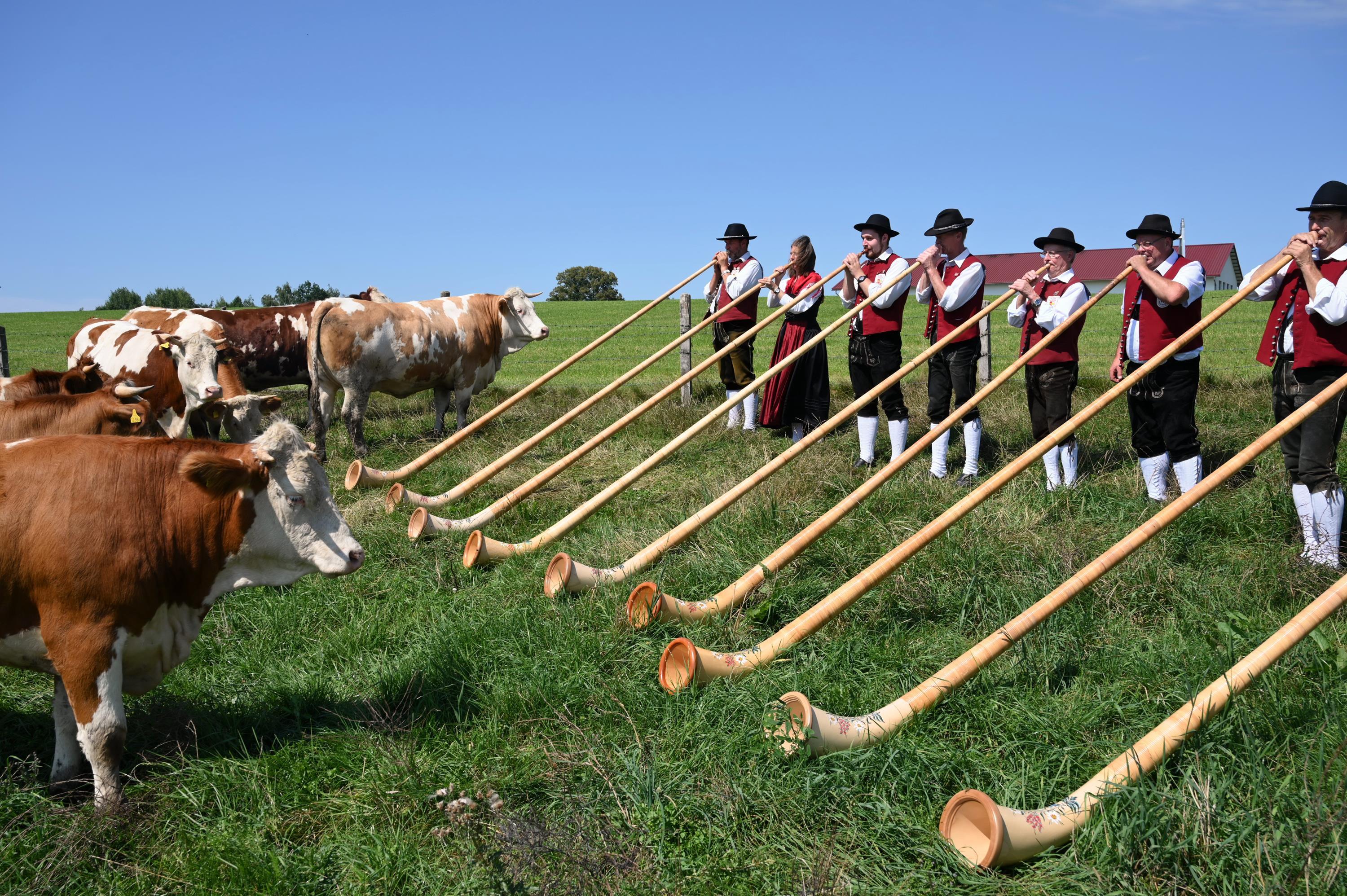 Musiker in Tracht spielen Alphörner auf einer Weide, daneben Kühe