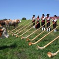 Musiker in Tracht spielen Alphörner auf einer Weide, daneben Kühe